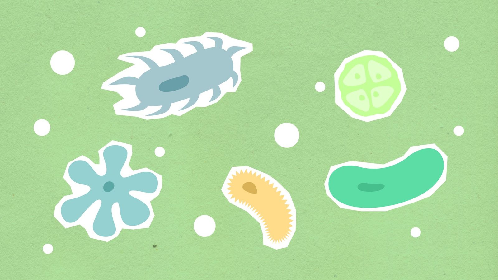 Probiotic bacteria supporting vaginal health